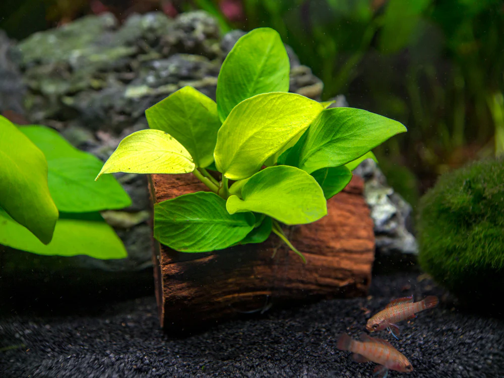 Golden Anubias Nana (Anubias barteri var. “Golden Nana”) on 3+ inch Driftwood - Nestor' Aquariums & Pets