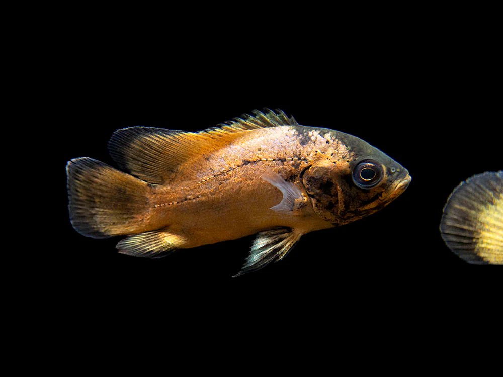 Red Oscar (Astronotus ocellatus), Tank-Bred - Nestor' Aquariums & Pets
