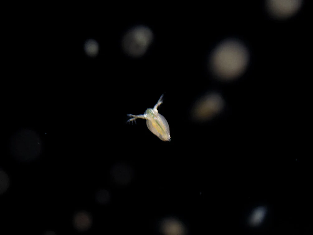 Live Daphnia AKA Water Flea (Daphnia magna) Culture - Aquatic Arts - Nestor' Aquariums & Pets