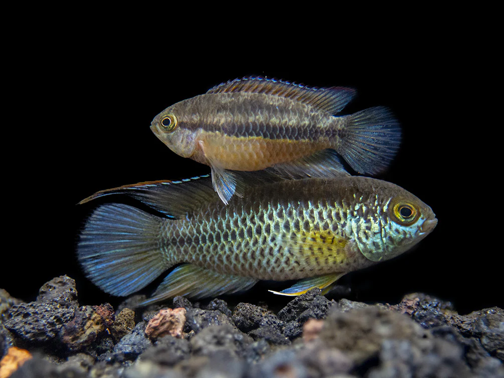Golden Dwarf Cichlid (Nannacara anomala), - Tank Bred - Nestor' Aquariums & Pets