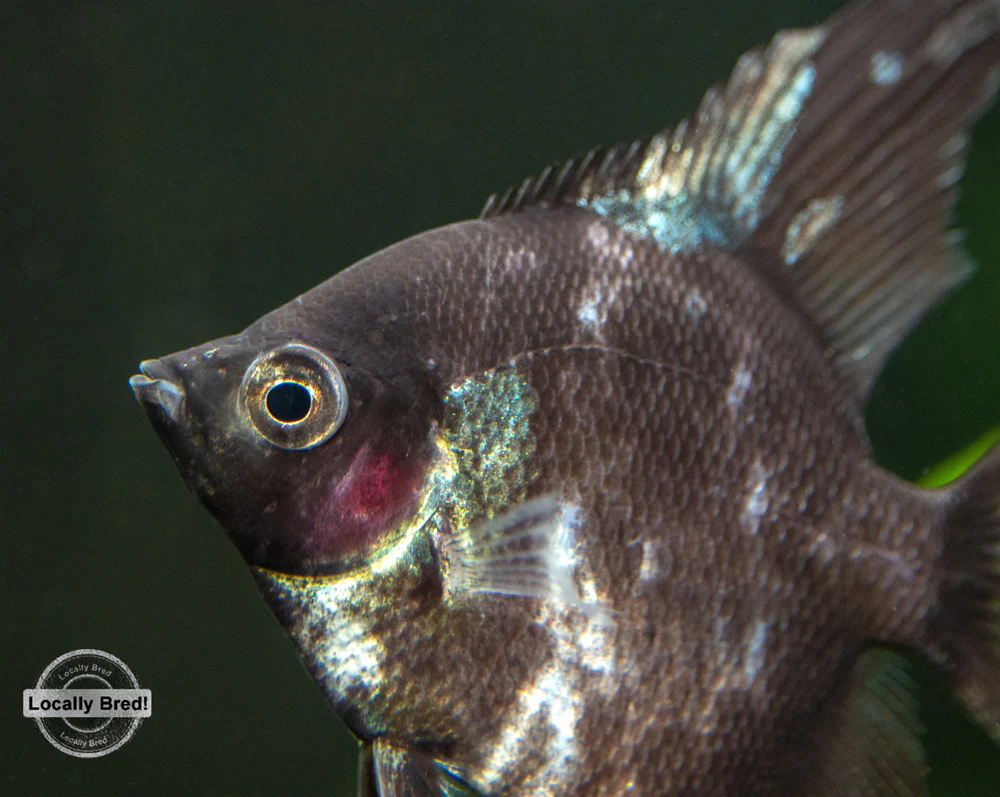 Black Angelfish (Pterophyllum scalare 
