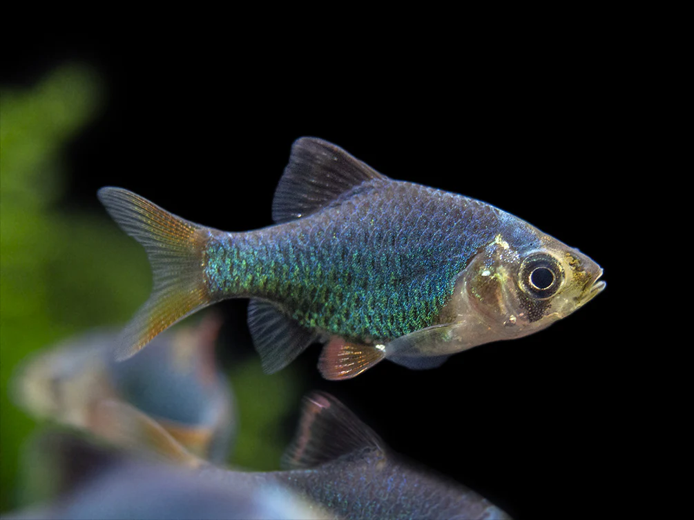 Green Tiger Barb (Puntigrus tetrazona), Tank-Bred - Nestor' Aquariums & Pets