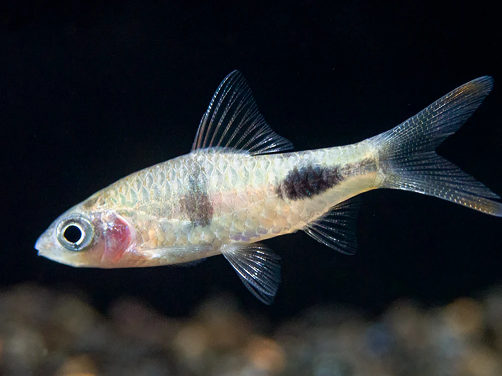 Rohani Barb (Dawkinsia Rohani), Tank-Bred - Nestor' Aquariums & Pets