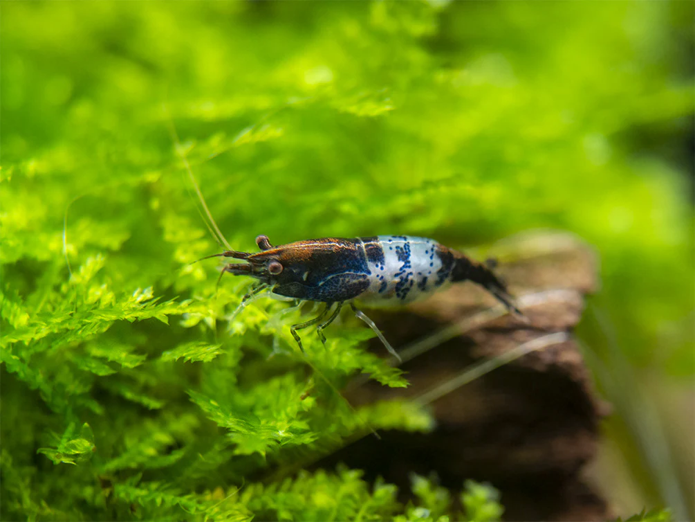 Carbon Rili Shrimp Breeder Combo Box - Nestor' Aquariums & Pets