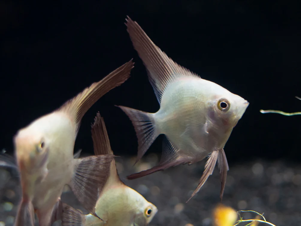 Bulgarian Green Seal Point Angelfish (Pterophyllum Scalare ) - Tank Bred - Nestor' Aquariums & Pets
