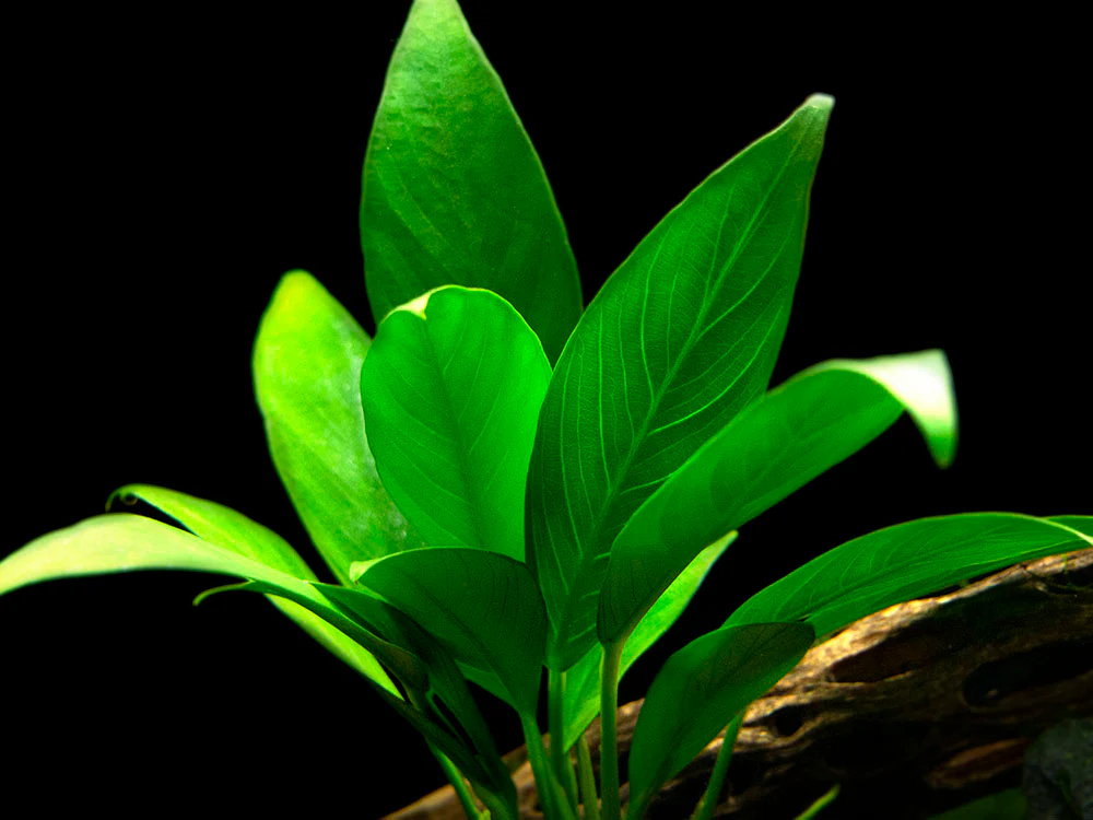 Anubias Lanceolata - Nestor' Aquariums & Pets