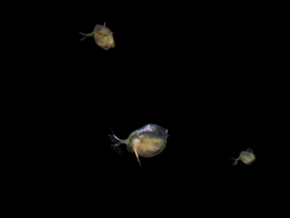 Live Daphnia and Scud Cultures Combo Pack - Aquatic Arts - Nestor' Aquariums & Pets