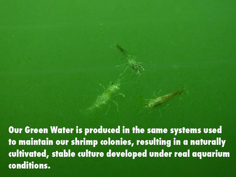 Aquatic Arts Live Feeder Bundle – Moina or Daphnia with Green Water - Nestor' Aquariums & Pets