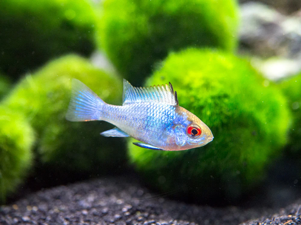 Electric Blue Ram Dwarf Cichlid (Mikrogeophagus ramirezi 