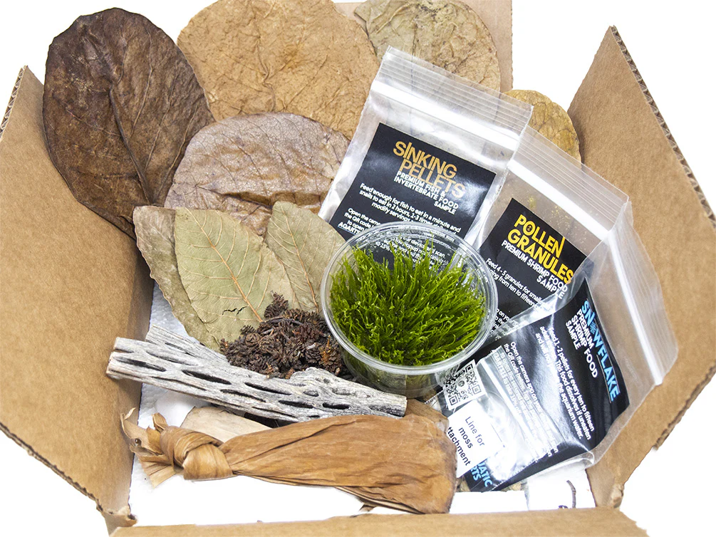 Bred By Aquatic Arts Planted Caridina Shrimp Combo Box (Caridina spp.) - Nestor' Aquariums & Pets
