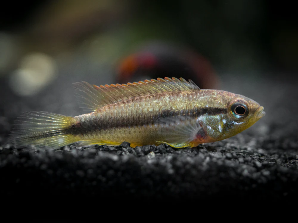 Agassizi's Dwarf Cichlid (Apistogramma cf. agassizii) - Tank-Bred! - Nestor' Aquariums & Pets