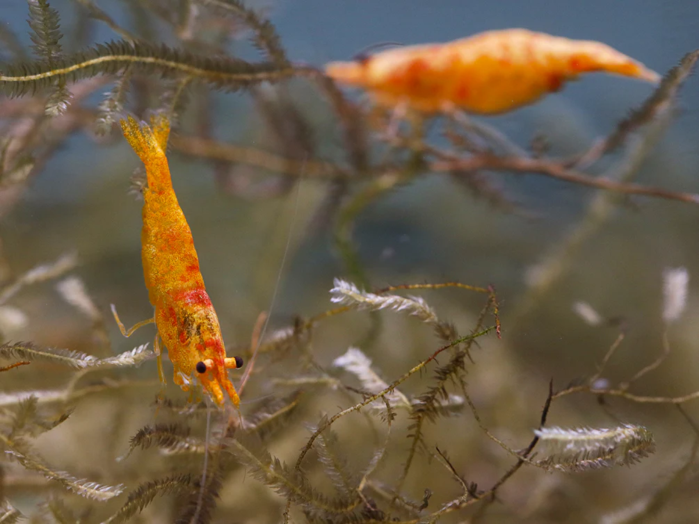 Calico Sunkist Shrimp (Neocaridina Davidi) Tank Bred - Nestor' Aquariums & Pets