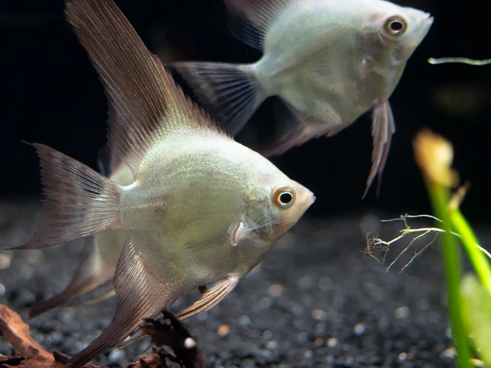 Bulgarian Green Seal Point Angelfish (Pterophyllum Scalare ) - Tank Bred - Nestor' Aquariums & Pets