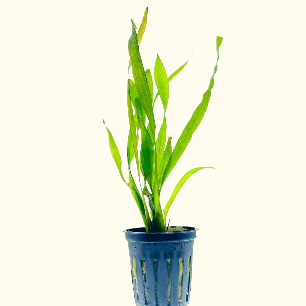Corkscrew Vallisneria - Nestor' Aquariums & Pets