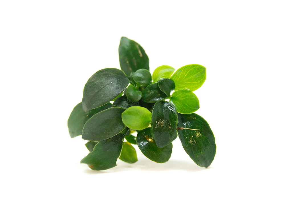 Petite Anubias Nana (Anubias barteri var. “Petite Nana”), Bare Root - Nestor' Aquariums & Pets
