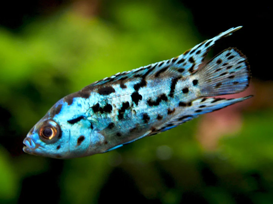 Electric Blue AKA Powder Blue Jack Dempsey Cichlid (Rocio octofasciata 