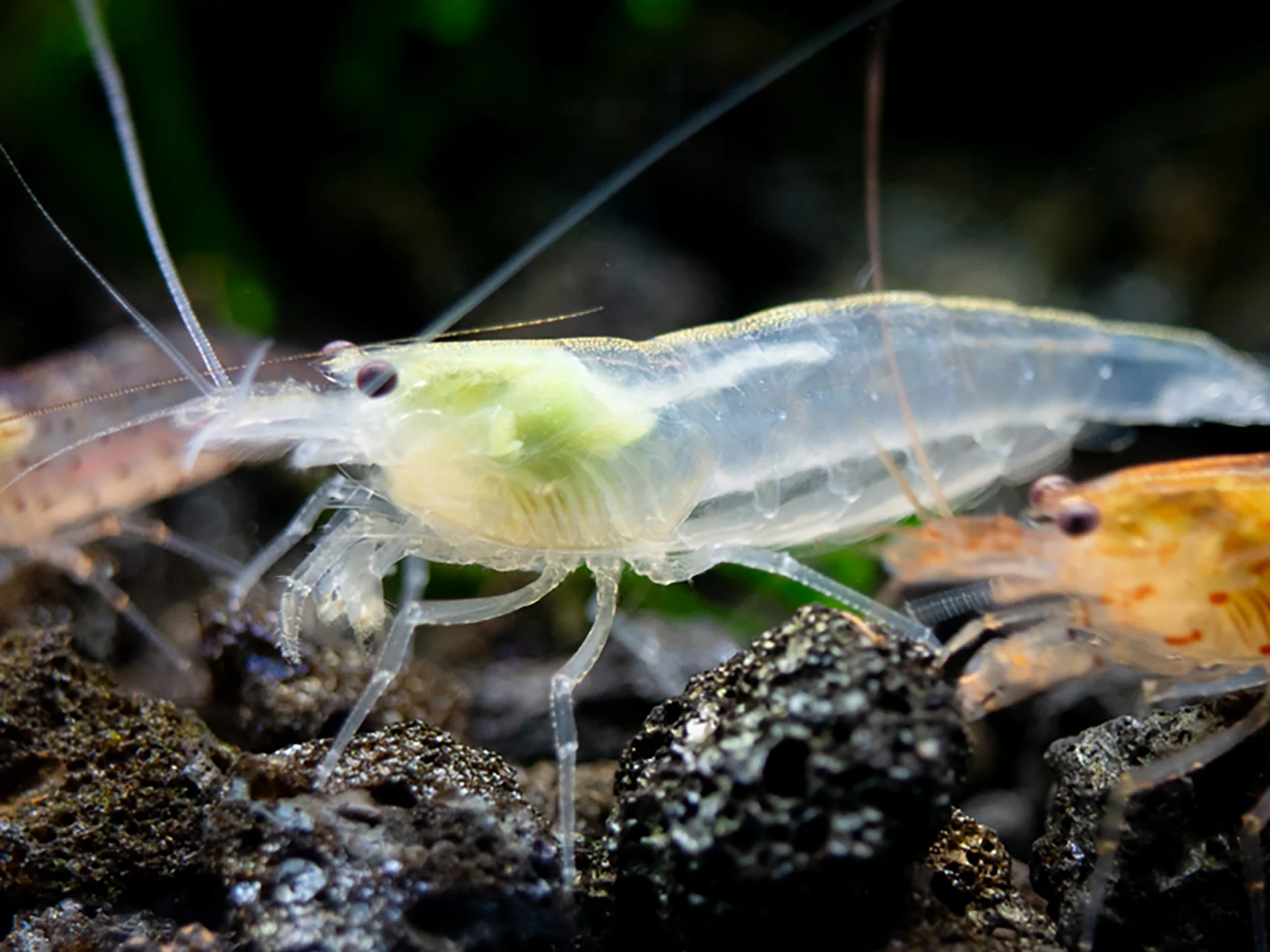 Creamsicle Amano Shrimp Combo Pack (Caridina multidentata Sun Orange / Snow) - Nestor' Aquariums & Pets