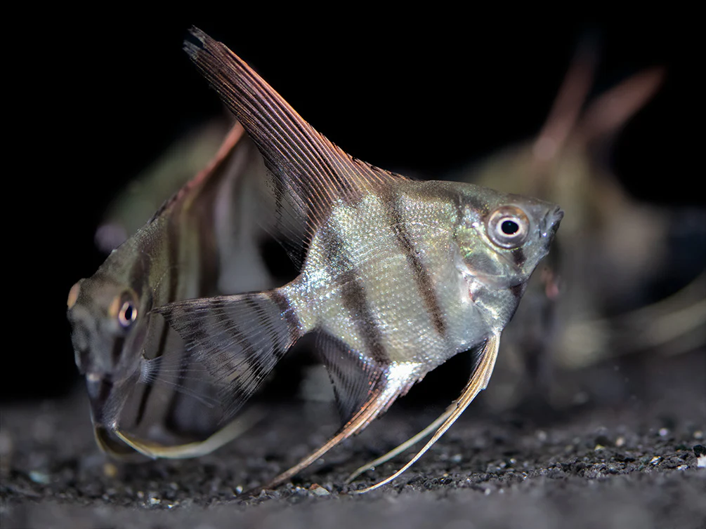 Redback Amapa Angelfish (Pterophyllum scalare) - TANK-BRED!!! - Nestor' Aquariums & Pets