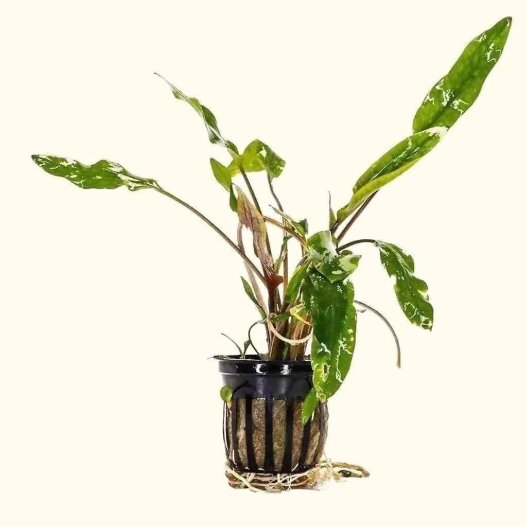 Cryptocoryne Lutea - Nestor' Aquariums & Pets