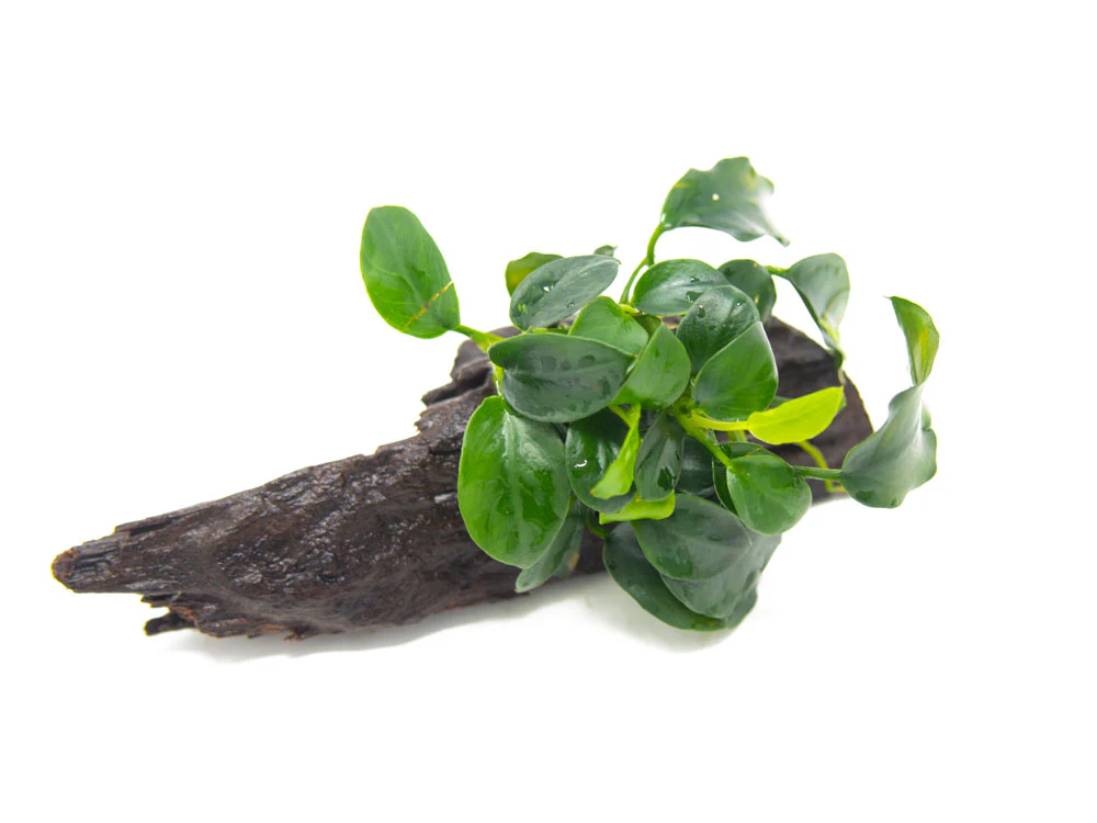Petite Anubias Nana (Anubias barteri var. “Petite Nana”) on 2+ inch Driftwood - Nestor' Aquariums & Pets