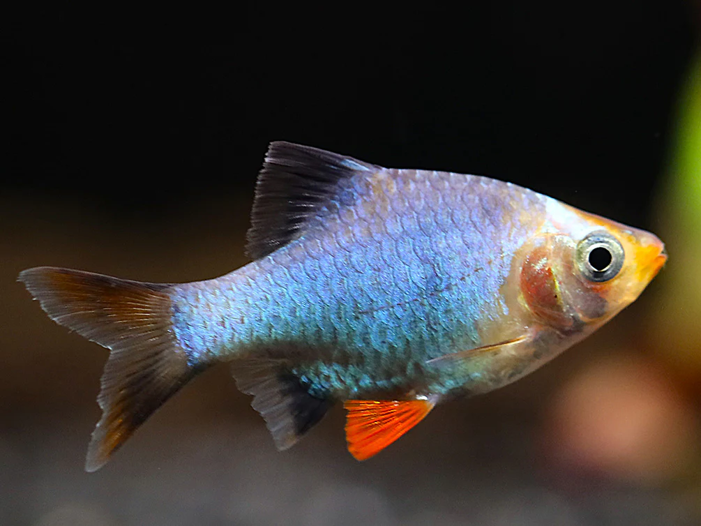 Platinum Green Tiger Barb (Puntigrus tetrazona) – Tank Bred - Nestor' Aquariums & Pets