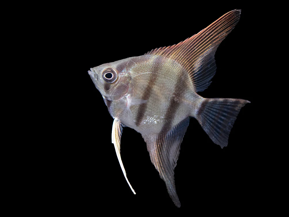 Redback Amapa Angelfish (Pterophyllum scalare) - TANK-BRED!!! - Nestor' Aquariums & Pets