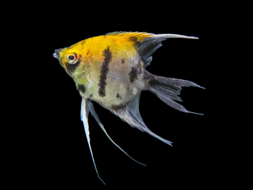 Koi Angelfish (Pterophyllum scalare) - Tank-Bred! - Nestor' Aquariums & Pets