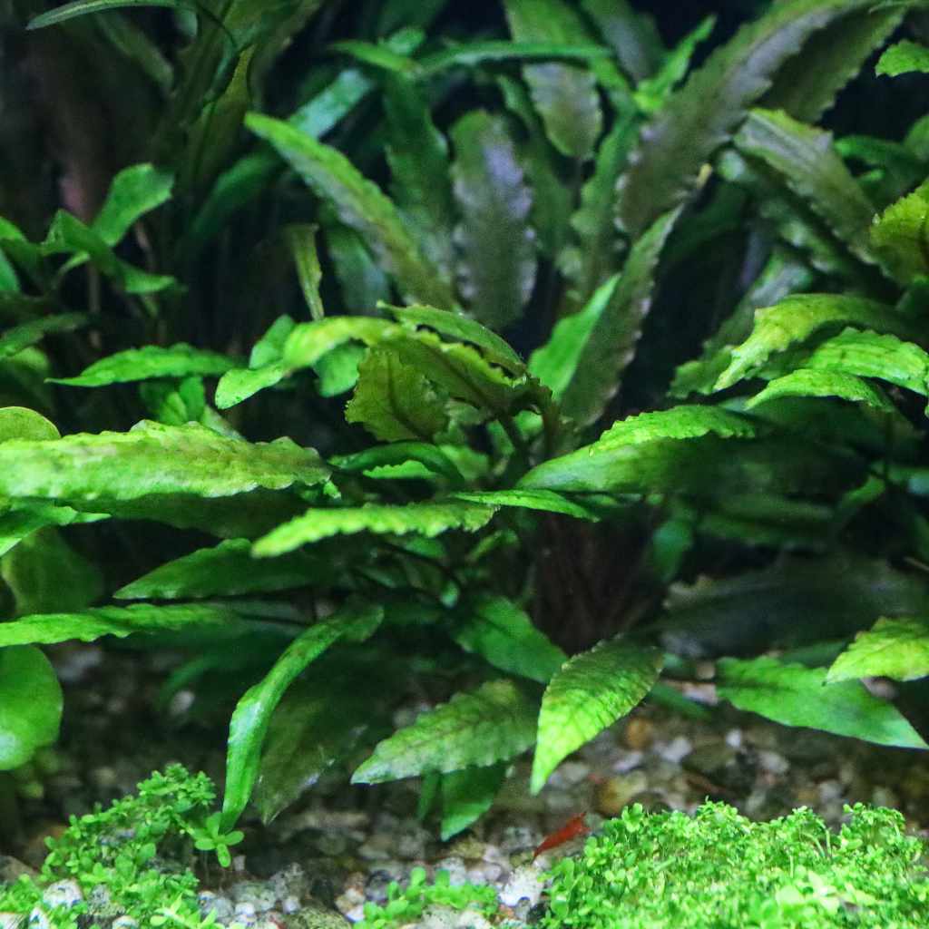 Cryptocoryne Wendtii Green - Nestor' Aquariums & Pets
