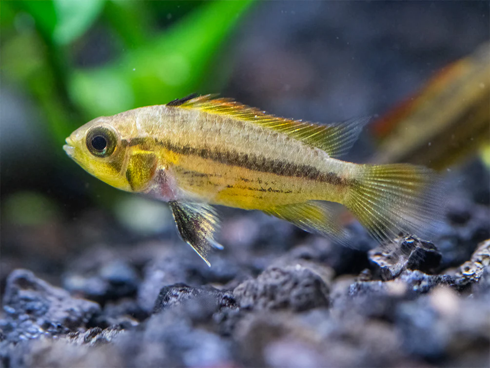 Cockatoo Dwarf Cichlid (Apistogramma cacatuoides) - Nestor' Aquariums & Pets