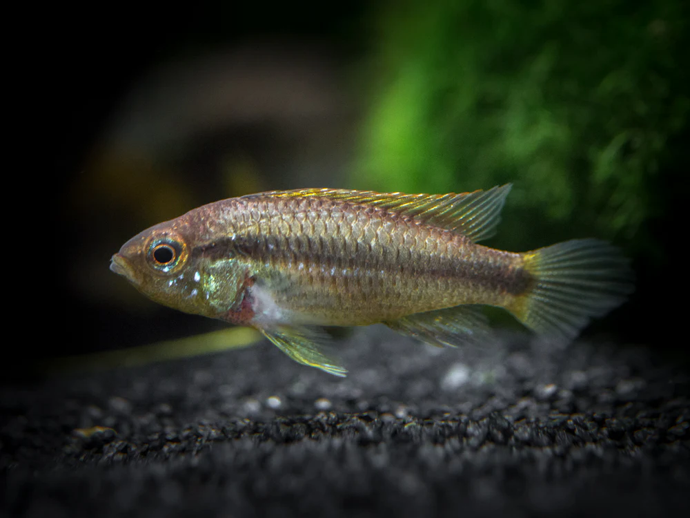 Agassizi's Dwarf Cichlid (Apistogramma cf. agassizii) - Tank-Bred! - Nestor' Aquariums & Pets