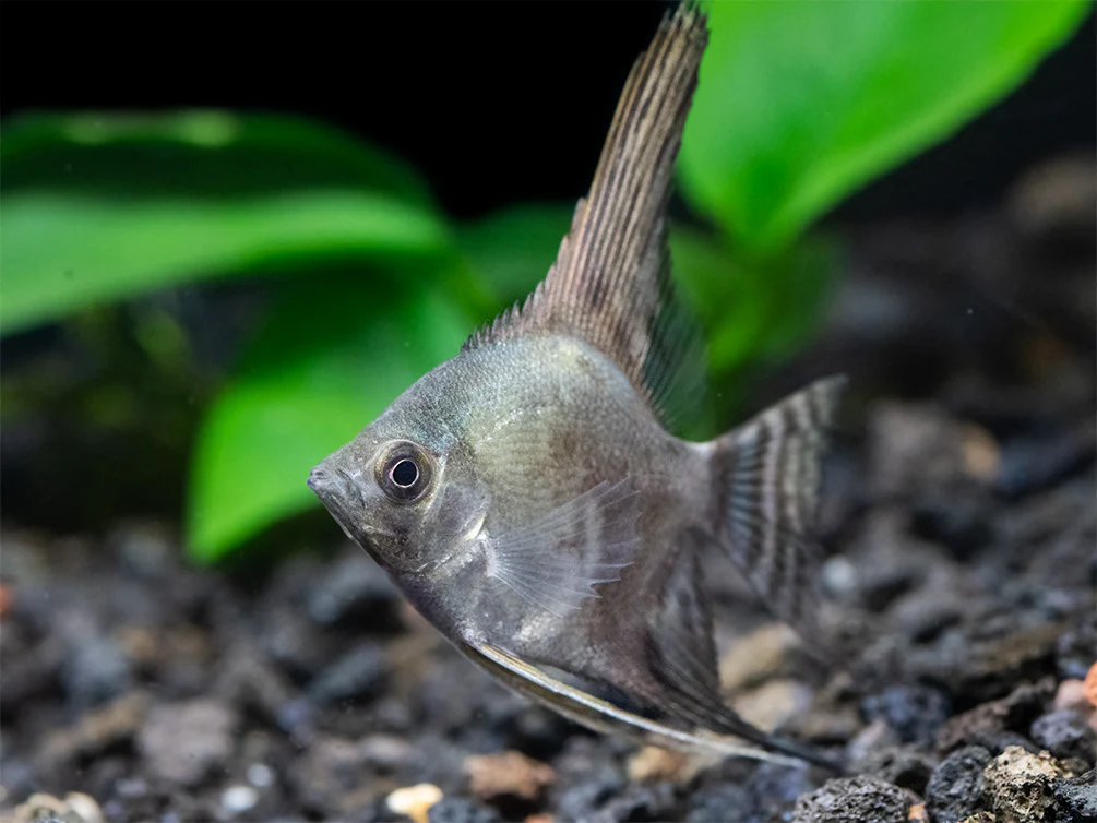 Philippine Blue Smokey Angelfish (Pterophyllum scalare) - TANK-BRED! - Nestor' Aquariums & Pets