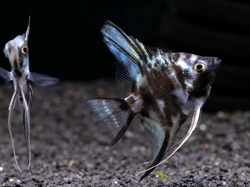 Blue Turquoise Marble Angelfish (Pterophyllum scalare) – Tank Bred - Nestor' Aquariums & Pets