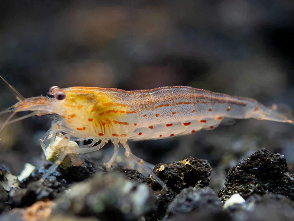 Sun Orange Amano Shrimp (Caridina multidentata 