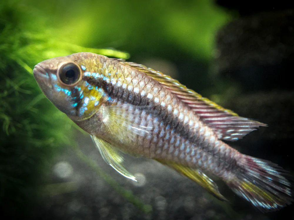 Alenquer Agassizi's Dwarf Cichlid (Apistogramma cf. agassizii) - Tank-Bred! - Nestor' Aquariums & Pets