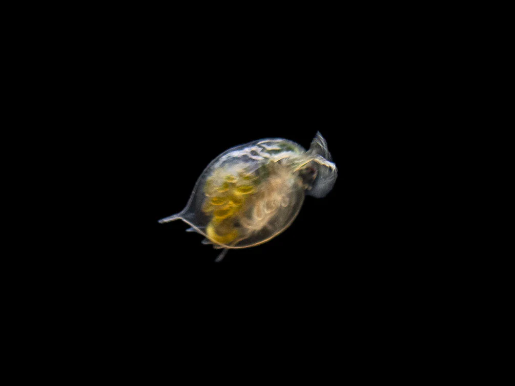 Live Daphnia and Scud Cultures Combo Pack - Aquatic Arts - Nestor' Aquariums & Pets