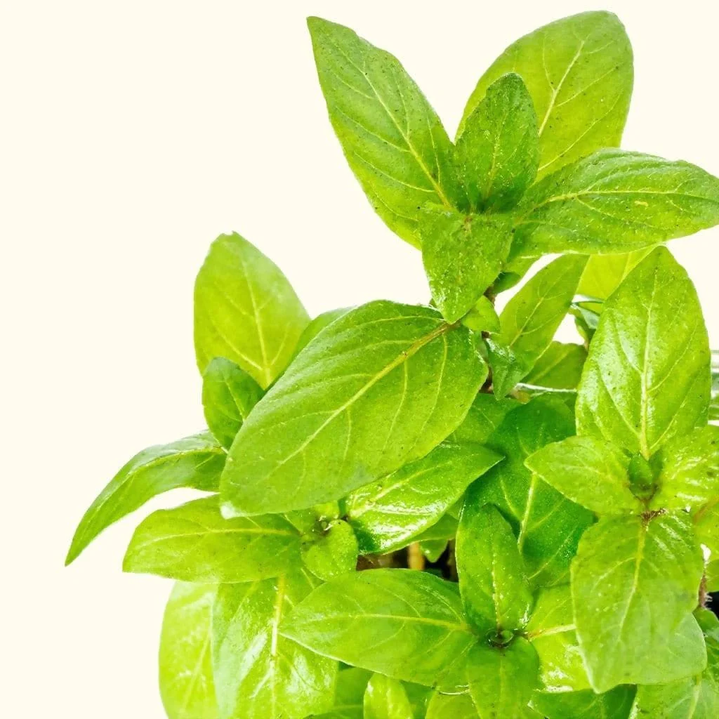 Staurogyne Repens - Nestor' Aquariums & Pets