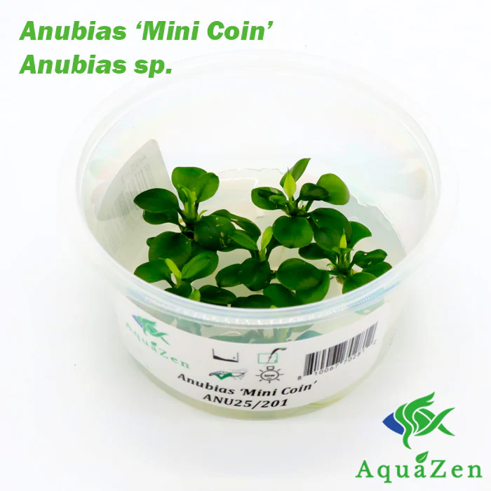 Anubias barteri 'Mini Coin' - Tissue Culture - Nestor' Aquariums & Pets