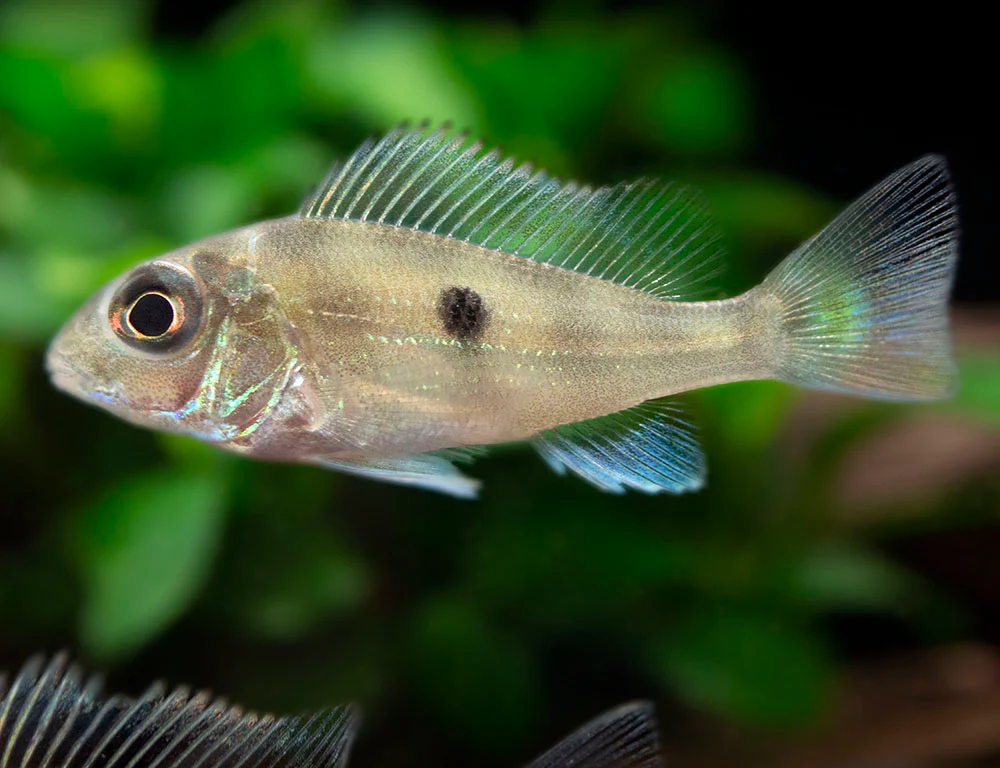 Sven's Eartheater Cichlid (Geophagus sveni), Tank-Bred! - Nestor' Aquariums & Pets