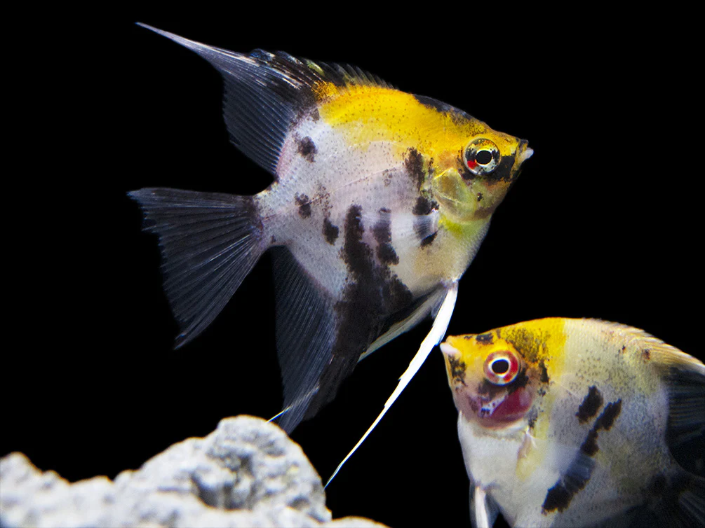 Koi Angelfish (Pterophyllum scalare) - Tank-Bred! - Nestor' Aquariums & Pets