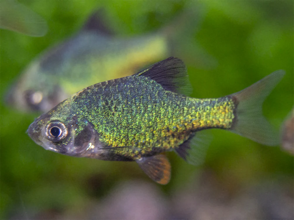 Green Tiger Barb (Puntigrus tetrazona), Tank-Bred - Nestor' Aquariums & Pets