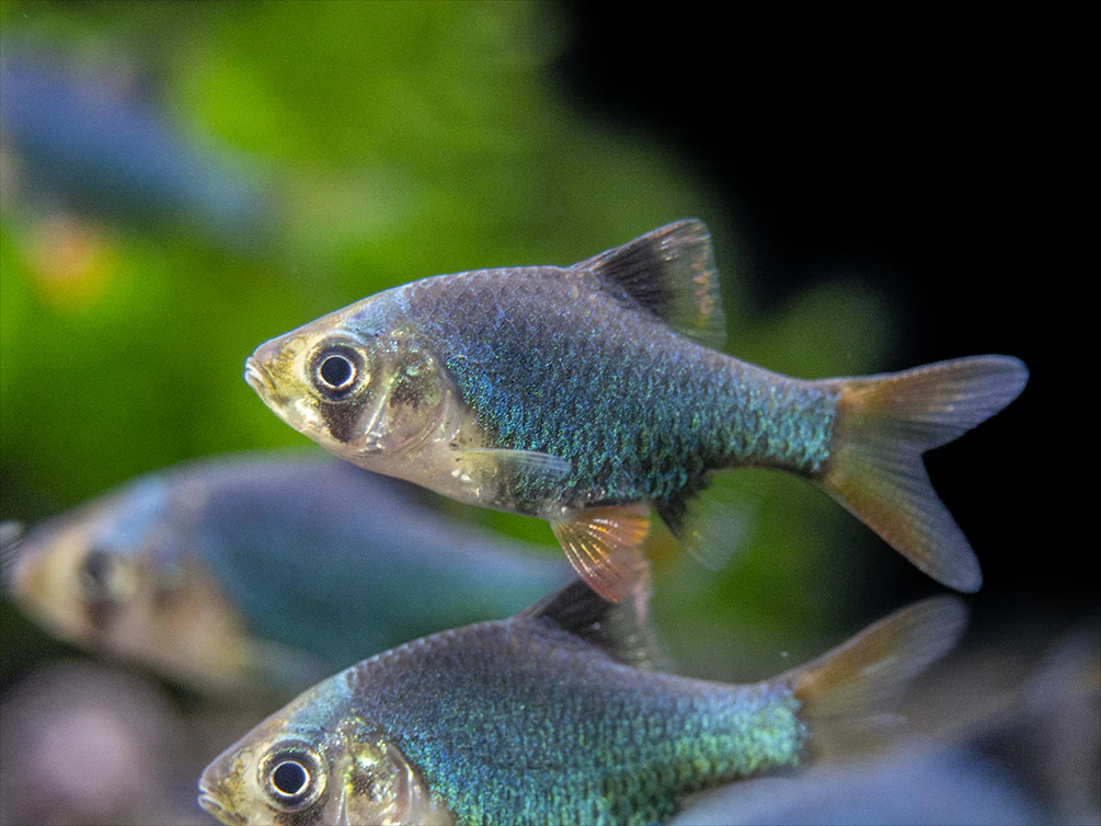 Green Tiger Barb (Puntigrus tetrazona), Tank-Bred - Nestor' Aquariums & Pets