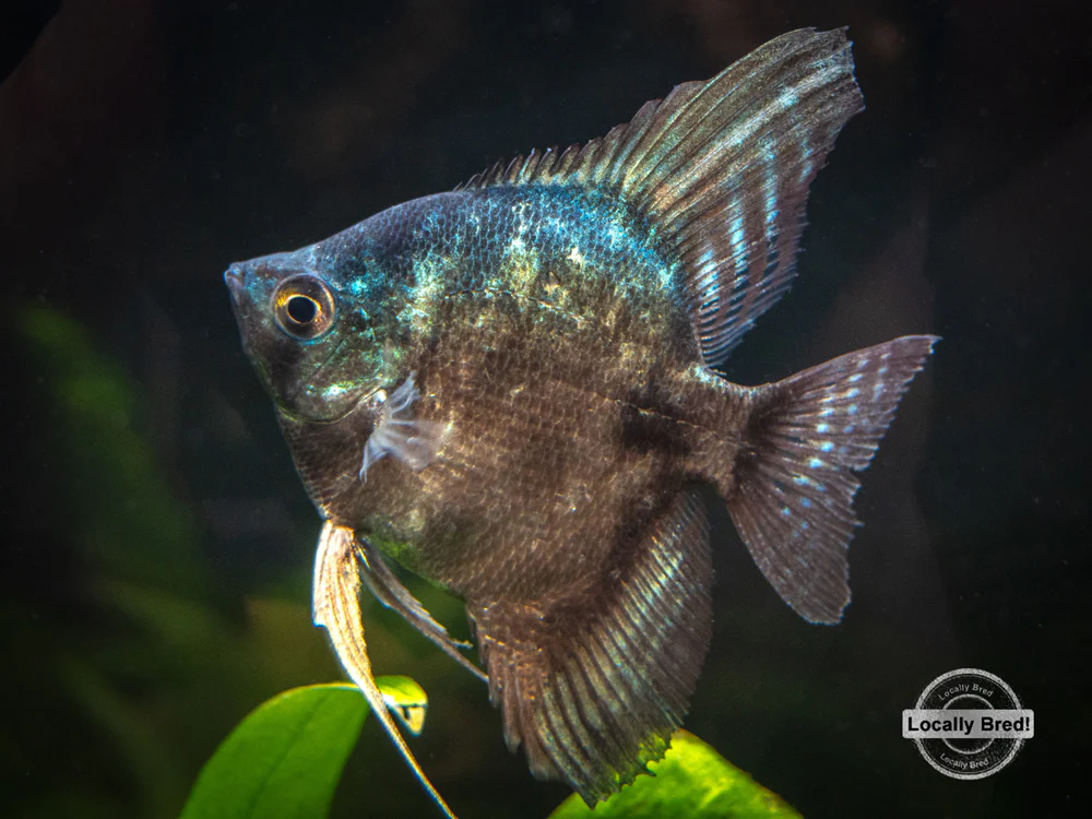 Black Angelfish (Pterophyllum scalare 