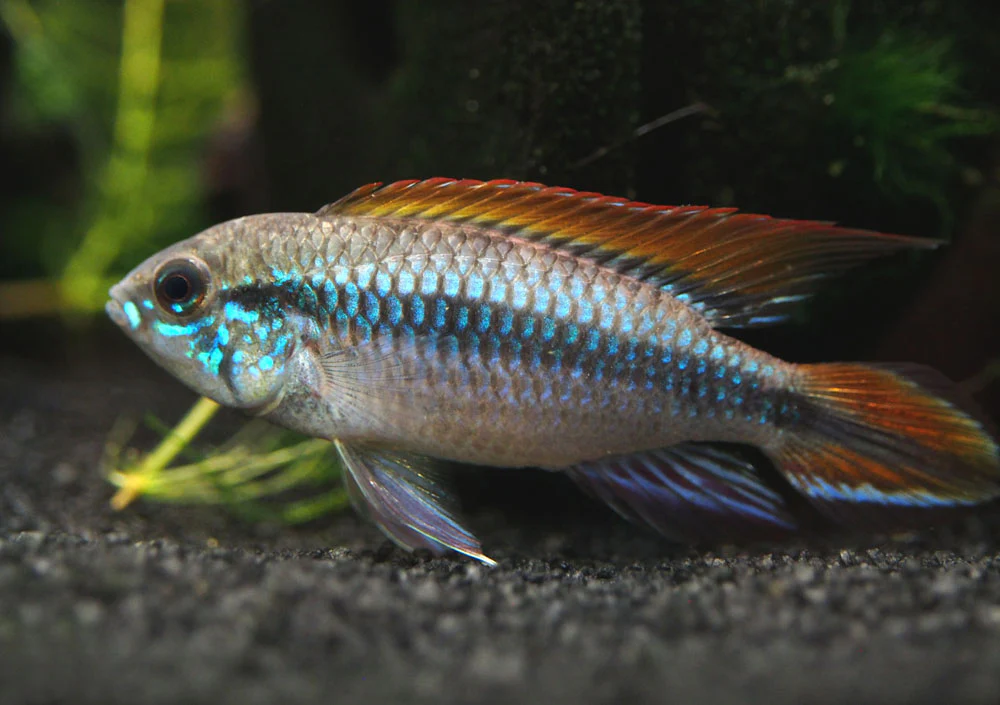 Double Red Agassizi's Dwarf Cichlid (Apistogramma cf. agassizii) - TANK-BRED!!! - Nestor' Aquariums & Pets