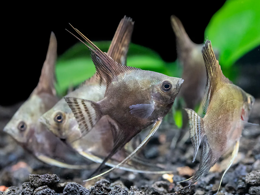 Philippine Blue Smokey Angelfish (Pterophyllum scalare) - TANK-BRED! - Nestor' Aquariums & Pets