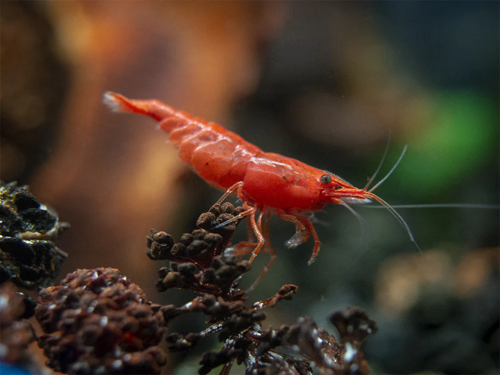 Painted Fire Red Cherry Shrimp Breeder Combo Box - Nestor' Aquariums & Pets
