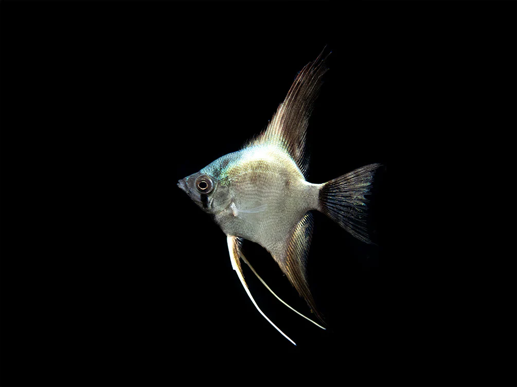 Avatar Turkey Green Angelfish (Pterophyllum scalare 