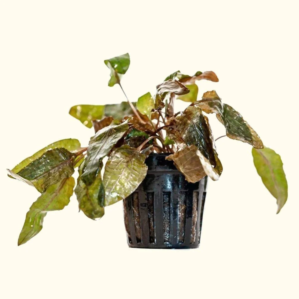 Cryptocoryne Tropica - Nestor' Aquariums & Pets