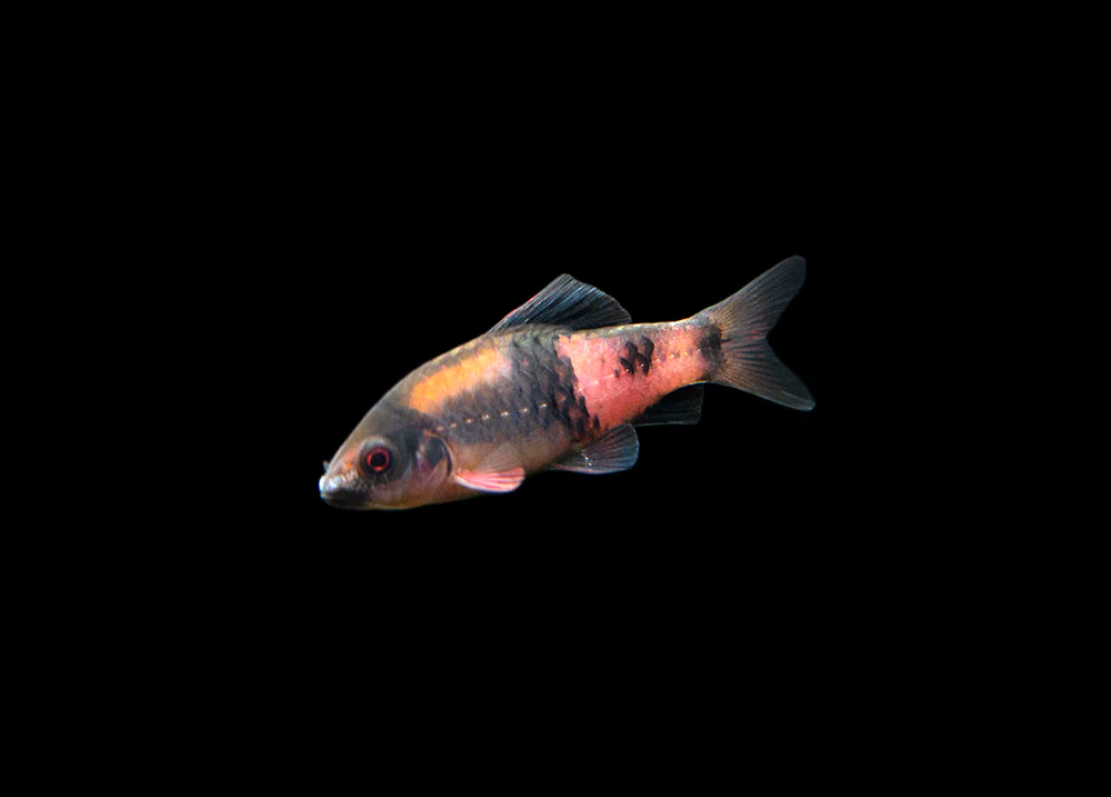 Red Panda AKA Melon Barb (Haludaria fasciata) - Nestor' Aquariums & Pets