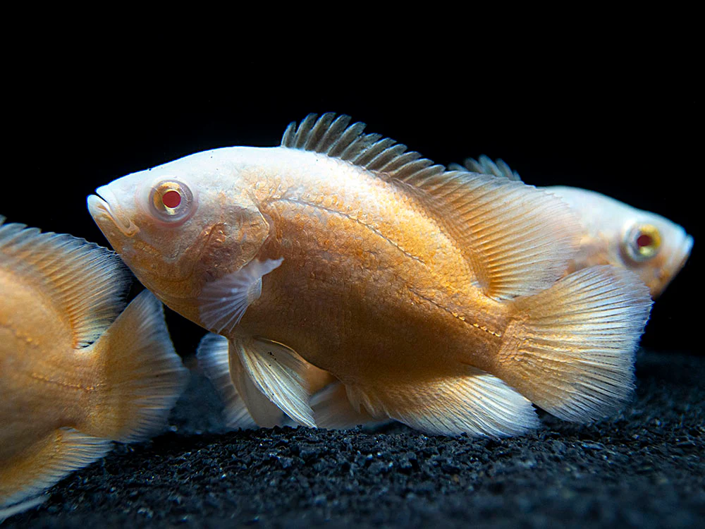 Albino Red Oscar (Astronotus ocellatus), Tank-Bred - Nestor' Aquariums & Pets
