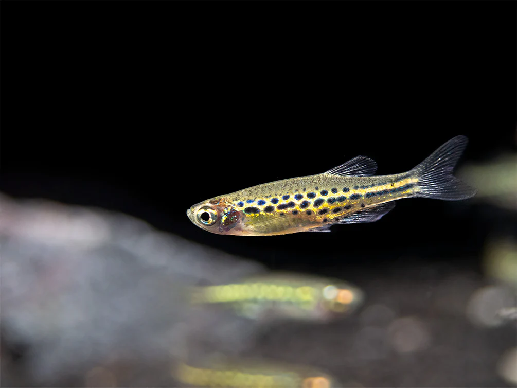 Gold Ring Danio (Brachydanio tinwini) - Nestor' Aquariums & Pets